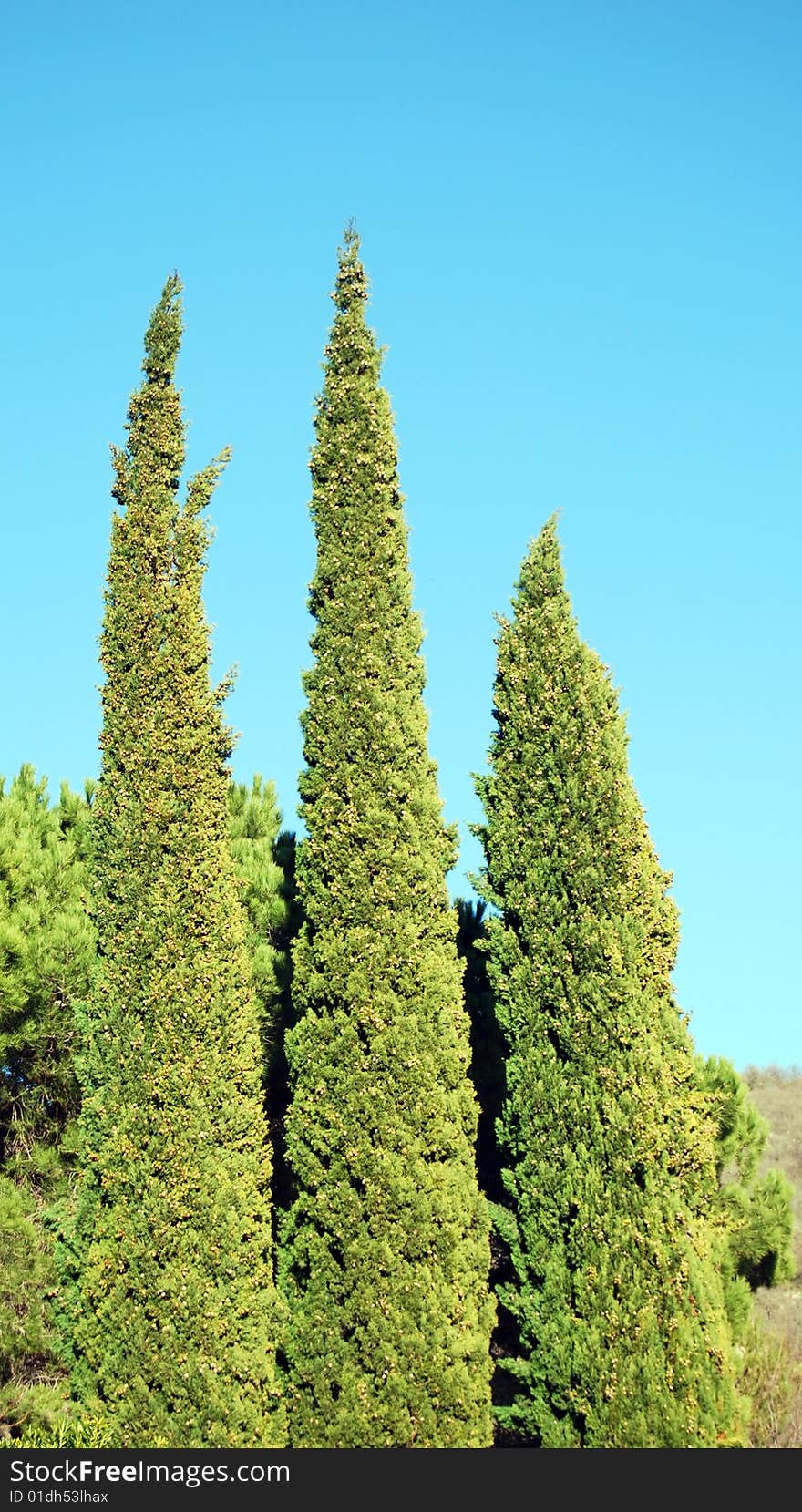 Cypresses