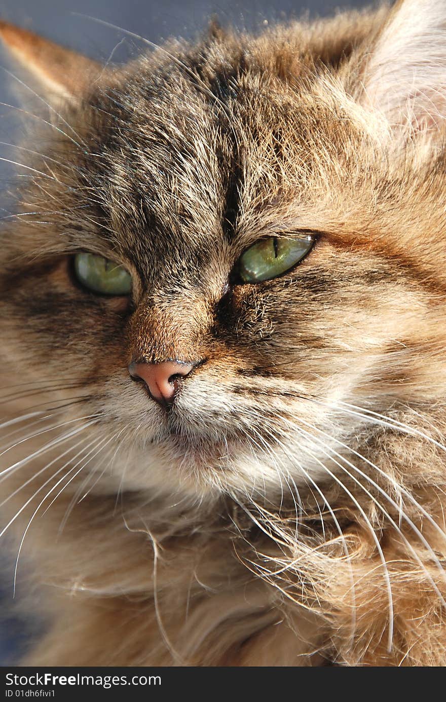 Wild cat portrait close up