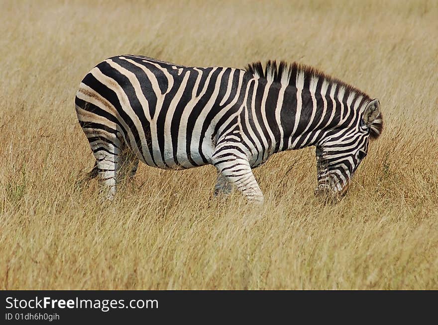 Zebra in Africa