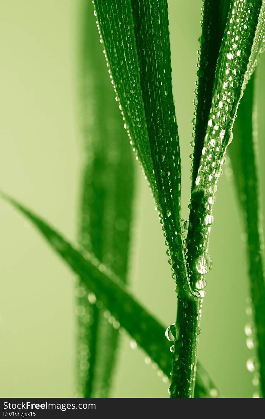 Macro of fresh wet grass background