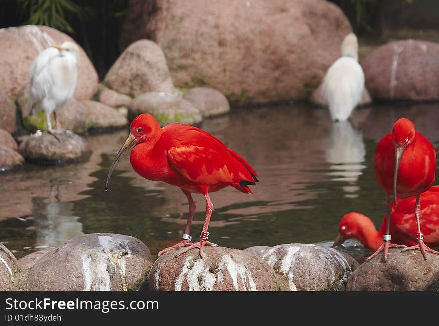 Red and white birds in the Cologne's zoo