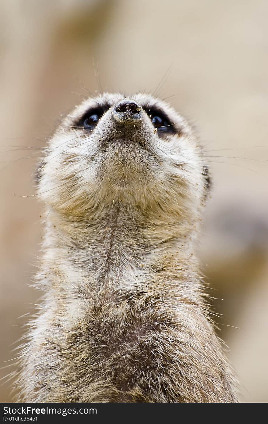 Portrait of meerkat or Suricata suricatta