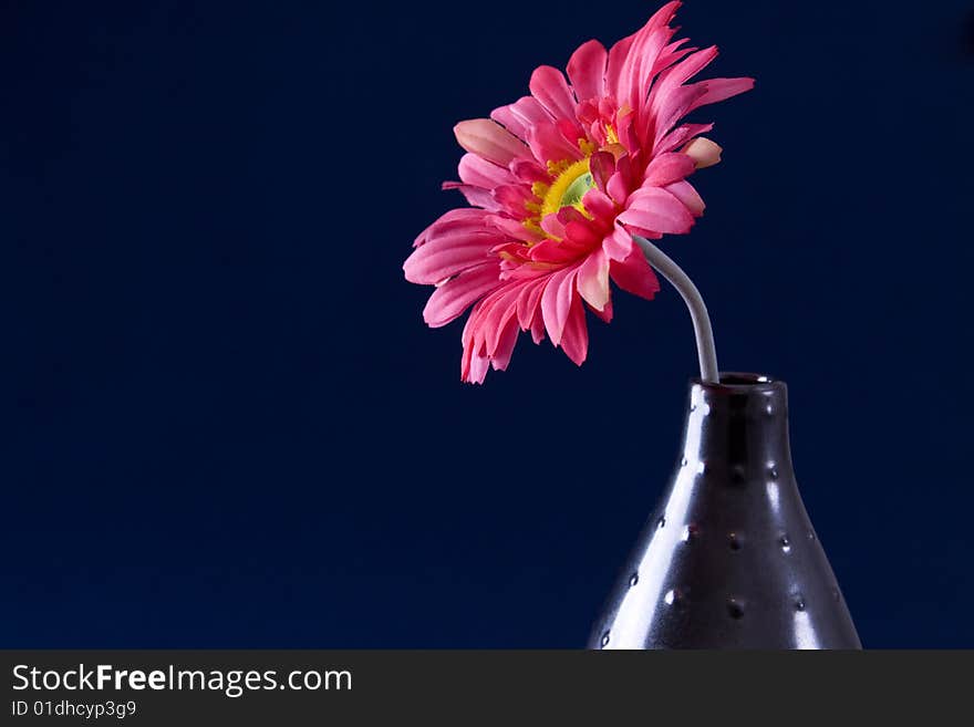 A single gerbera daisy in a vase