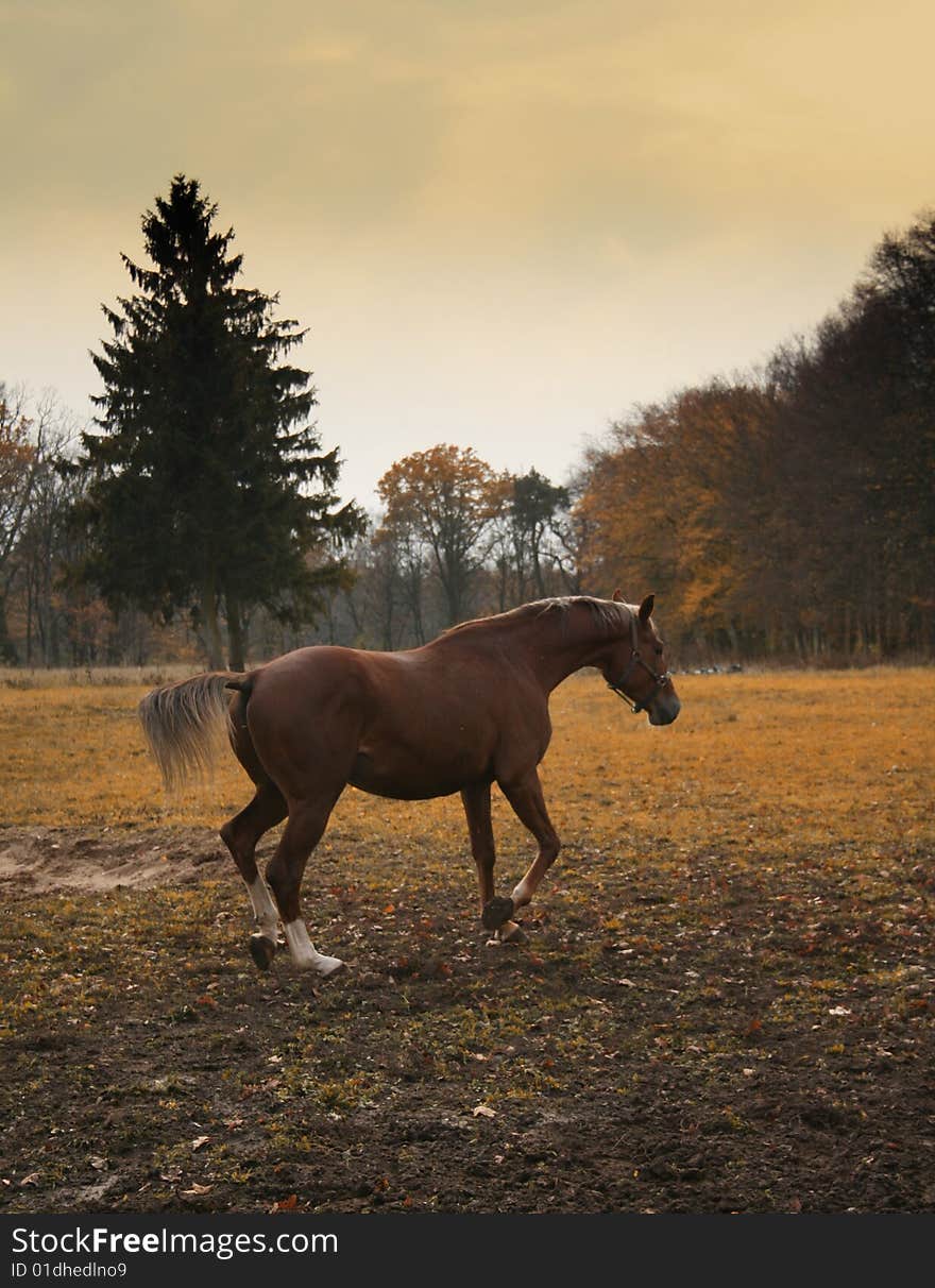 Autumn forest and horse