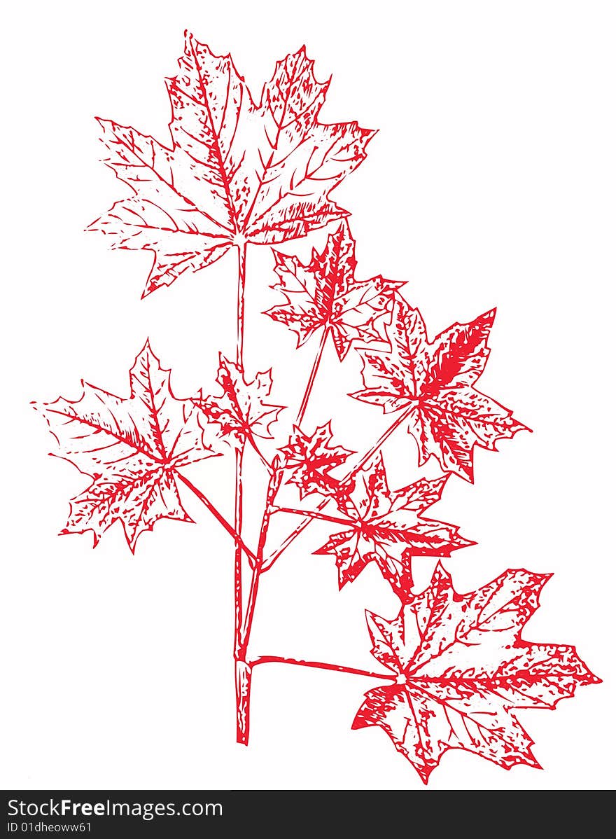 Illustration of maple branch on white background.