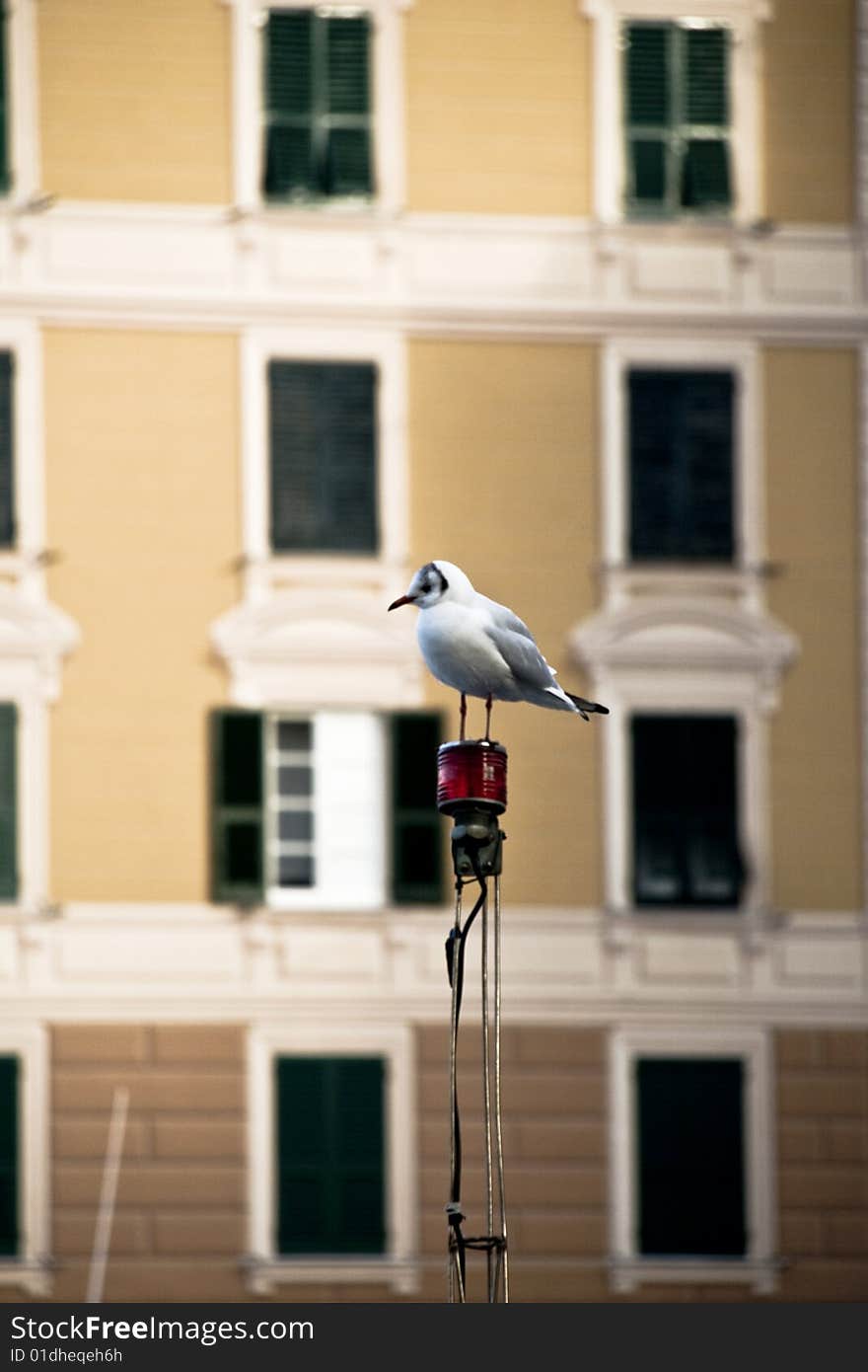 Camogli famous tourist resort in italy ligure,gull