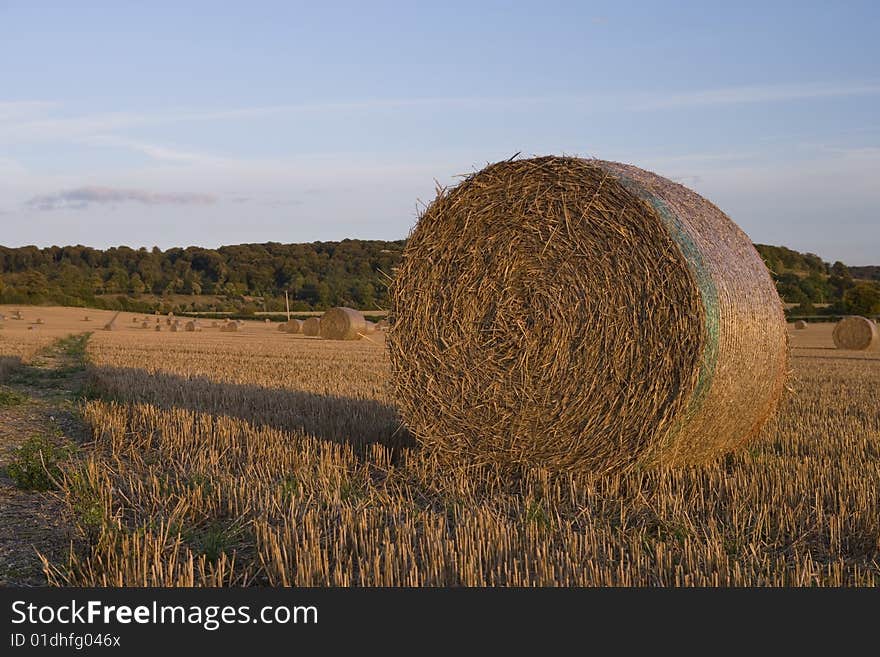 Field full of haystacks ready for collection at harvest time. Field full of haystacks ready for collection at harvest time