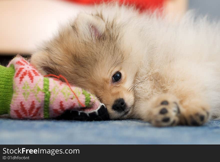 Pomeranian Spitz Puppy