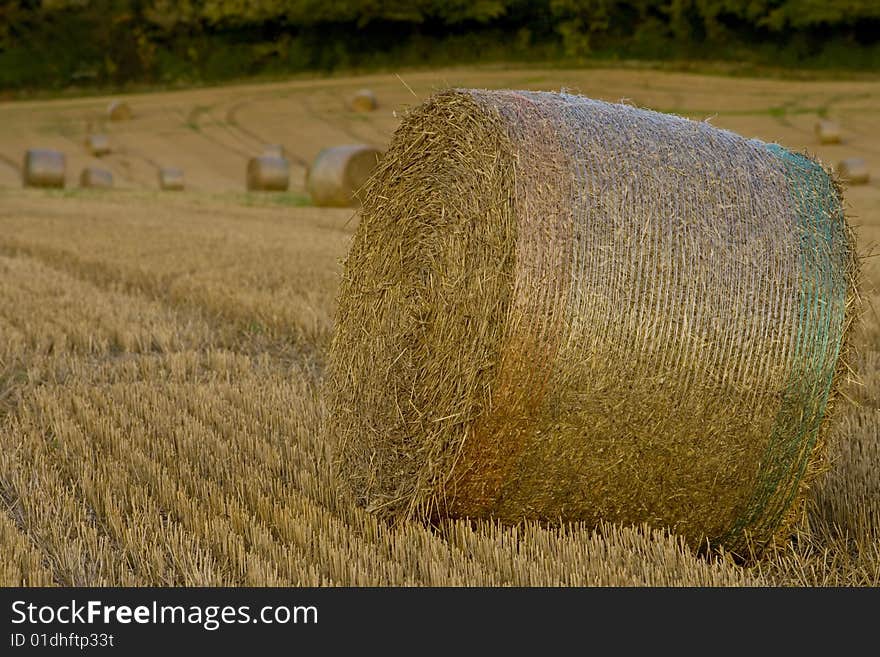 Field full of haystacks ready for collection at harvest time. Field full of haystacks ready for collection at harvest time