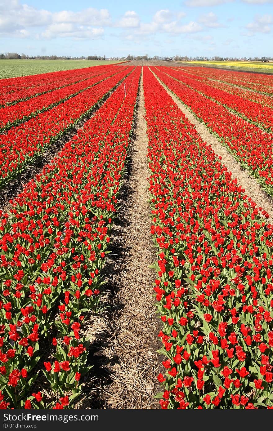 Field of red tulips in the Netherlands