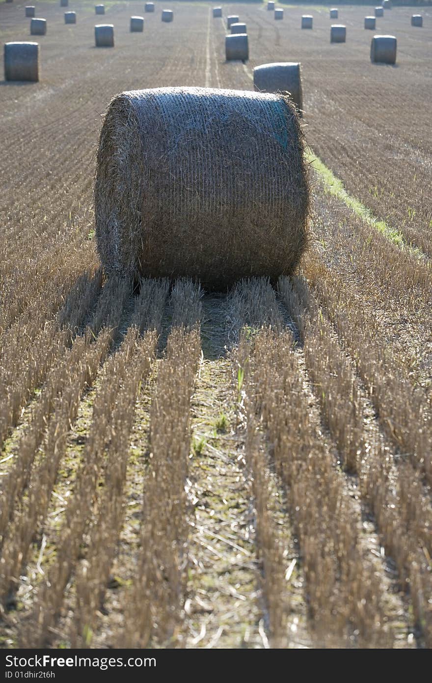 Field full of haystacks ready for collection at harvest time. Field full of haystacks ready for collection at harvest time