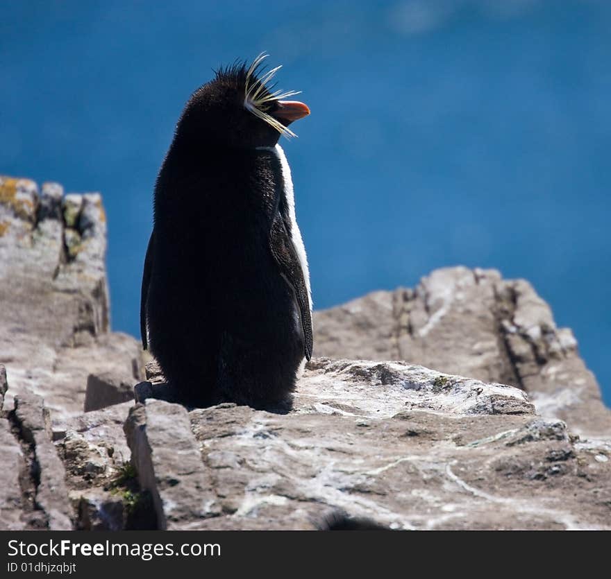 Rockhopper penguin on the rock