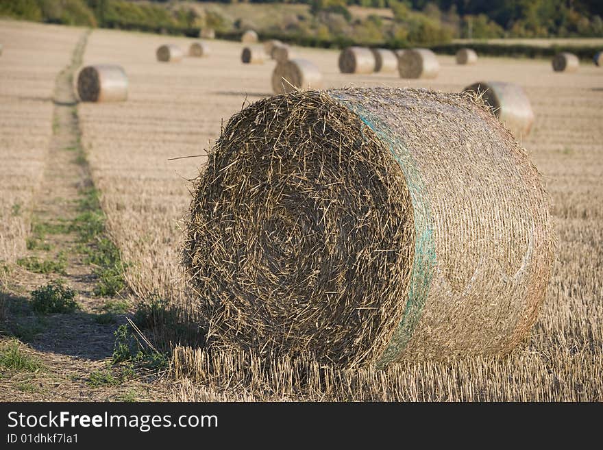 Field full of haystacks ready for collection at harvest time