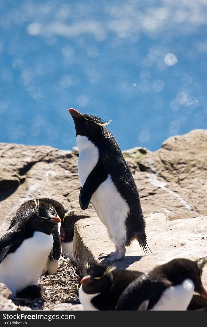 Rockhopper penguin on the sky background