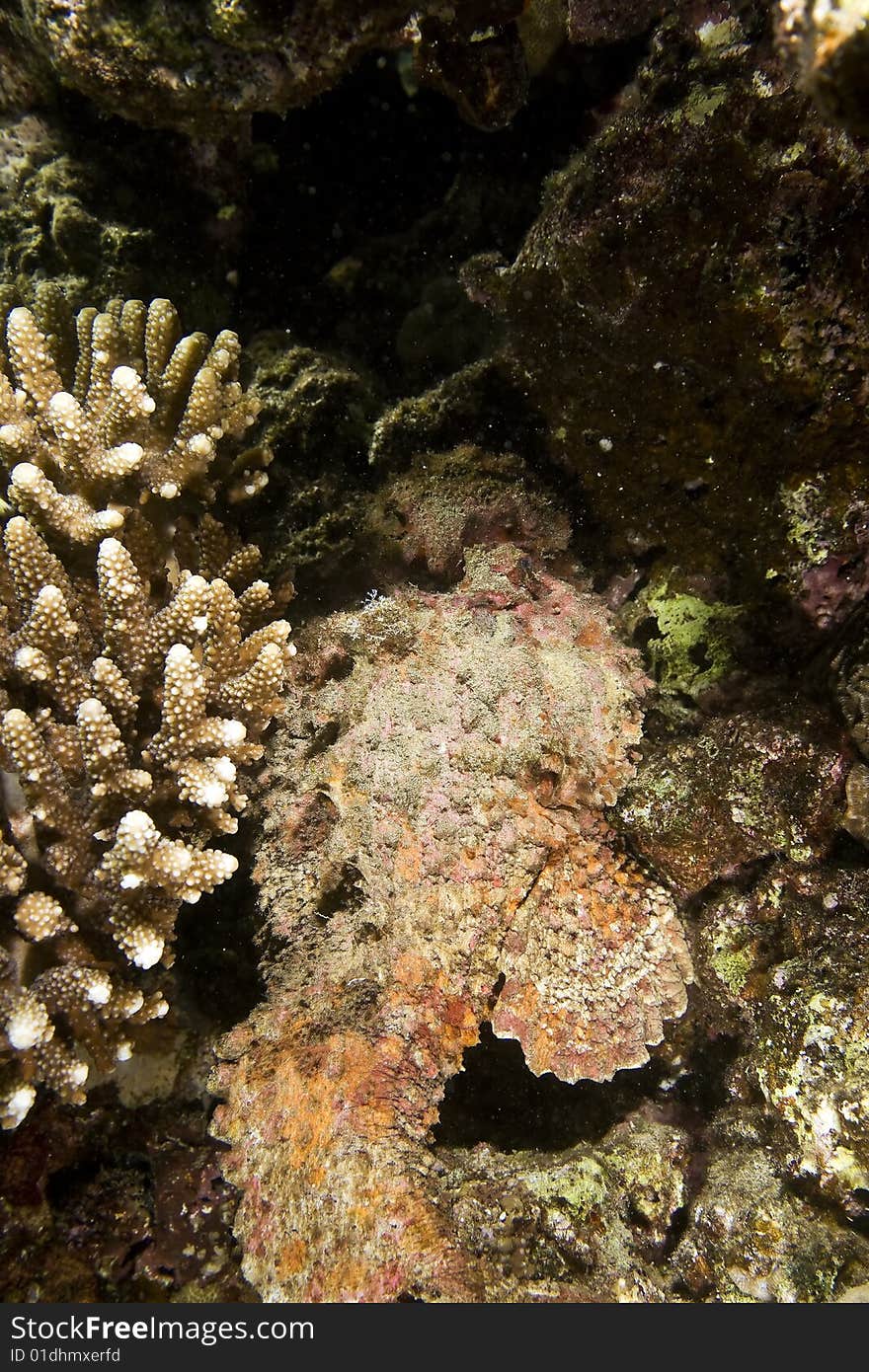 Stonefish (synanceia verrucosa) taken in the red sea.