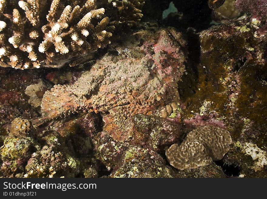 Stonefish (synanceia verrucosa) taken in the red sea.