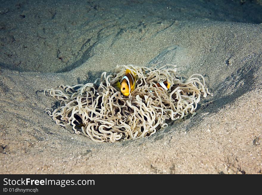 Red sea anemonefish (Amphipiron bicinctus) in a leathery anemone