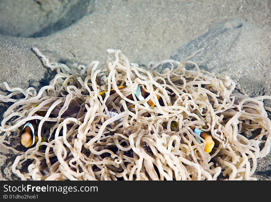 Anemonefish