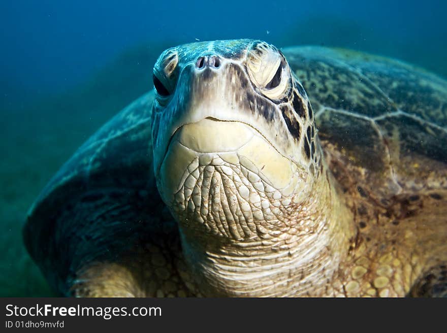 Male green turtle (chelonia mydas) taken in the red sea.