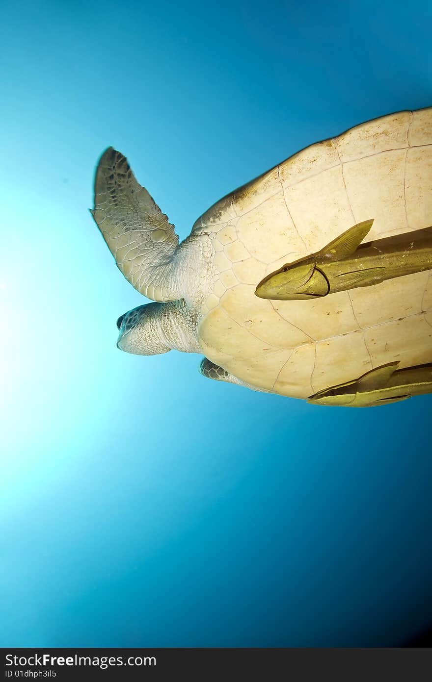 Female green turtle (chelonia mydas) taken in the red sea.