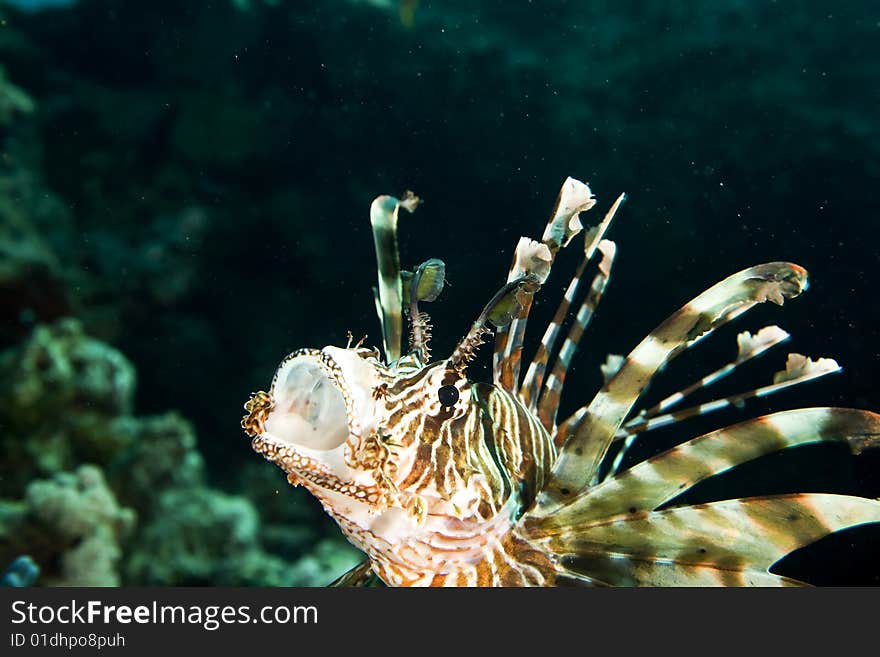 Common lionfish (pterois miles) taken in the red sea.