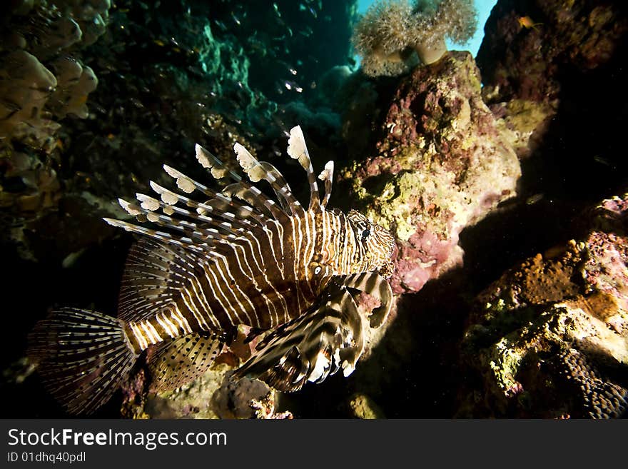 Common lionfish (pterois miles) taken in the red sea.