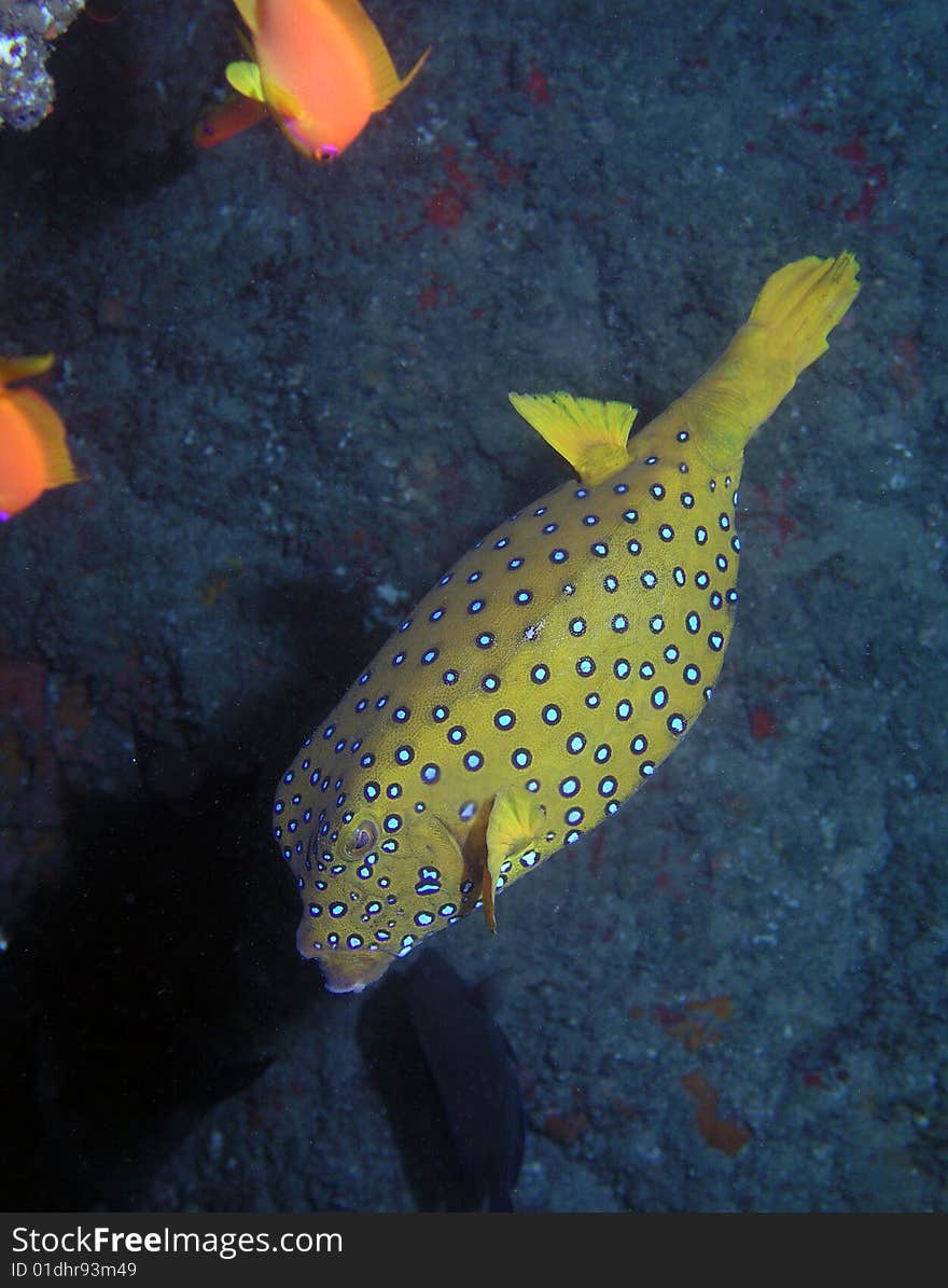 Yellowspotted burrfish taken in the Red Sea.