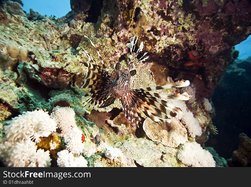 Common lionfish (pterois miles) taken in the red sea.