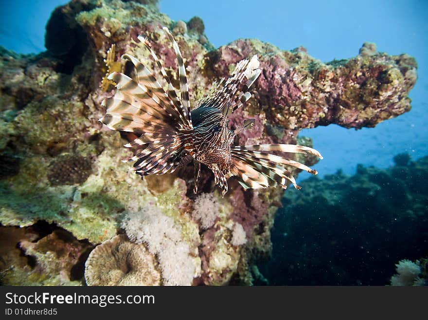 Common lionfish (pterois miles) taken in the red sea.