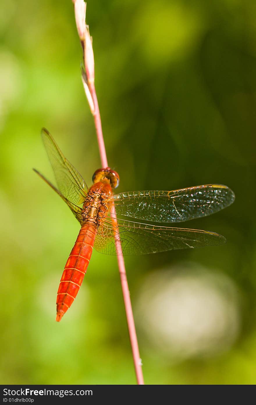 The red dragonfly sits on a grass. An insect. The red dragonfly sits on a grass. An insect.