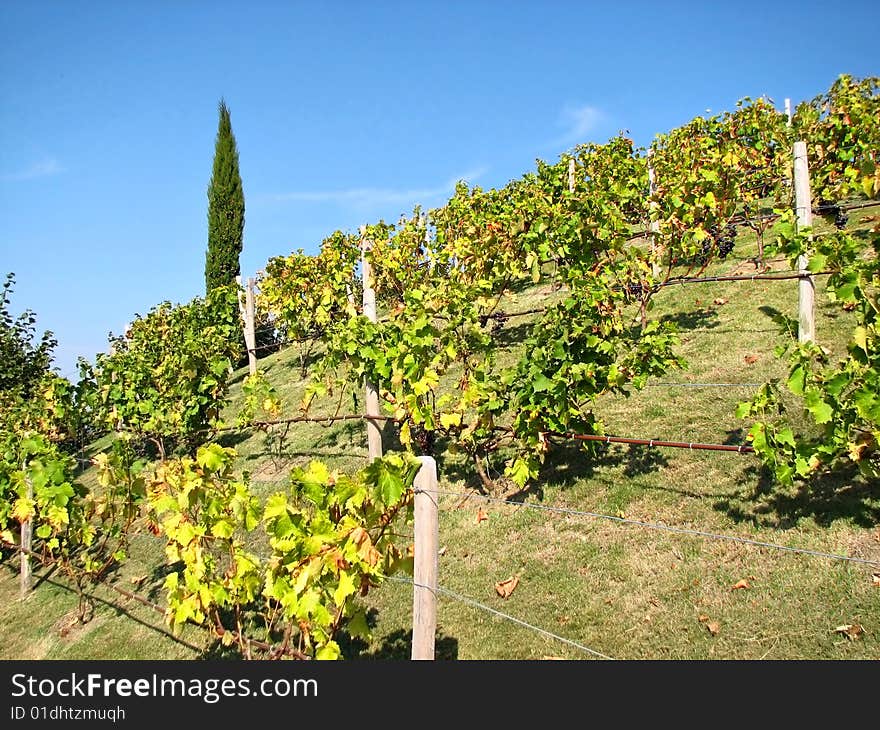 Vineyard with clusters on an abrupt hill