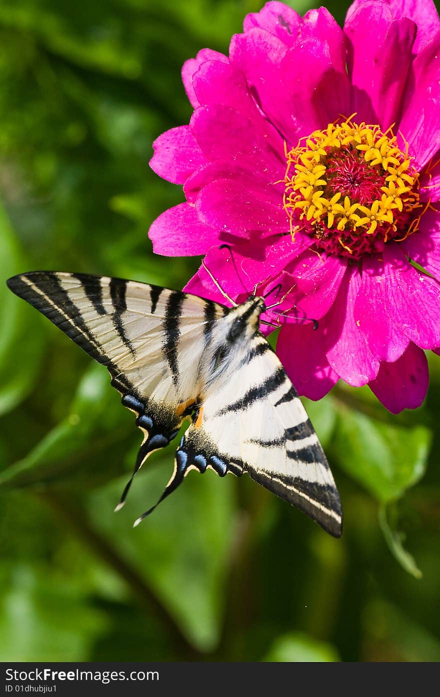 Butterfly Mahaon sits on a flower. (Zinnia L.). Butterfly Mahaon sits on a flower. (Zinnia L.)