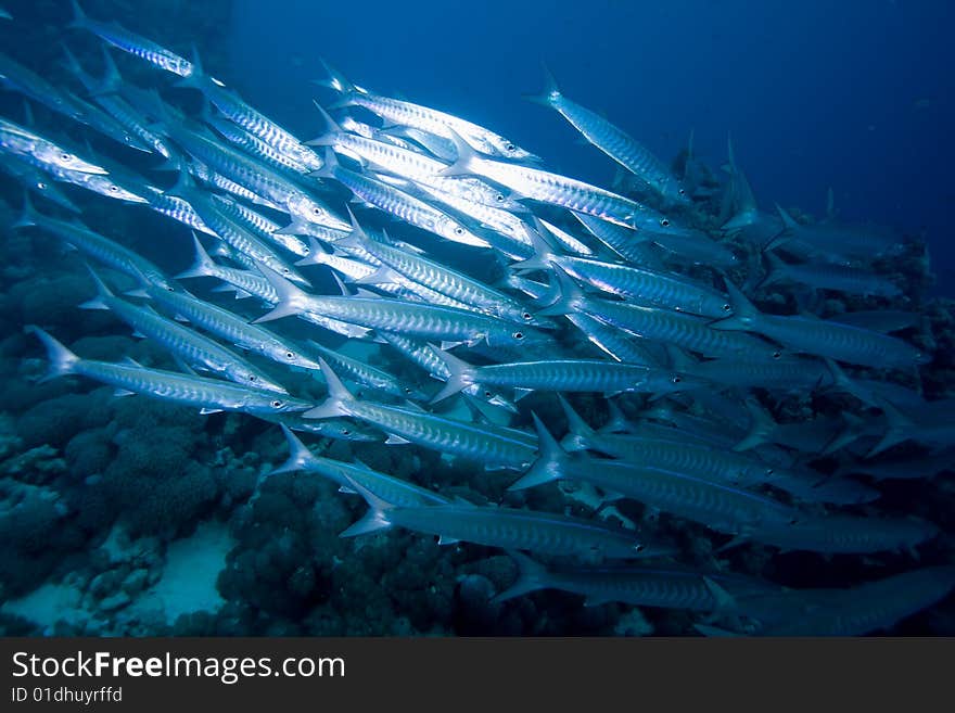 School of Barracudas