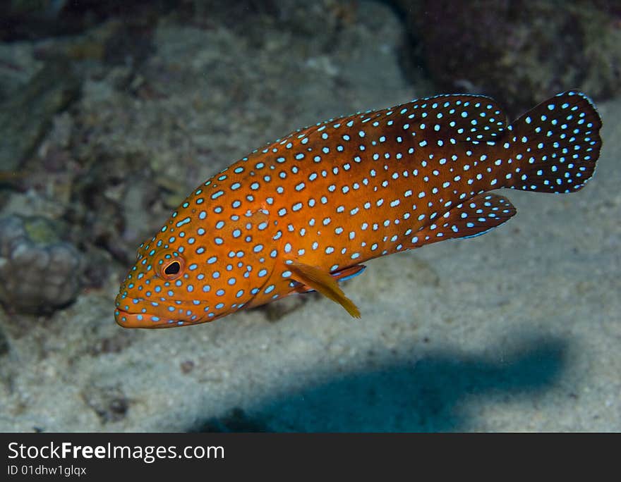 Coral Hind in the Red Sea, Egypt