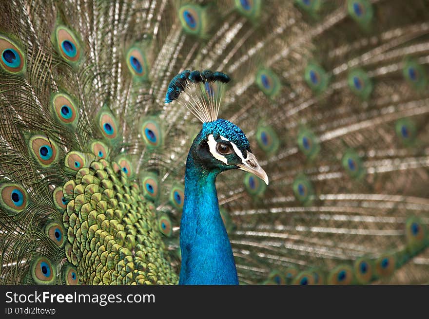 Beautiful color peacock with feather blue in zoo