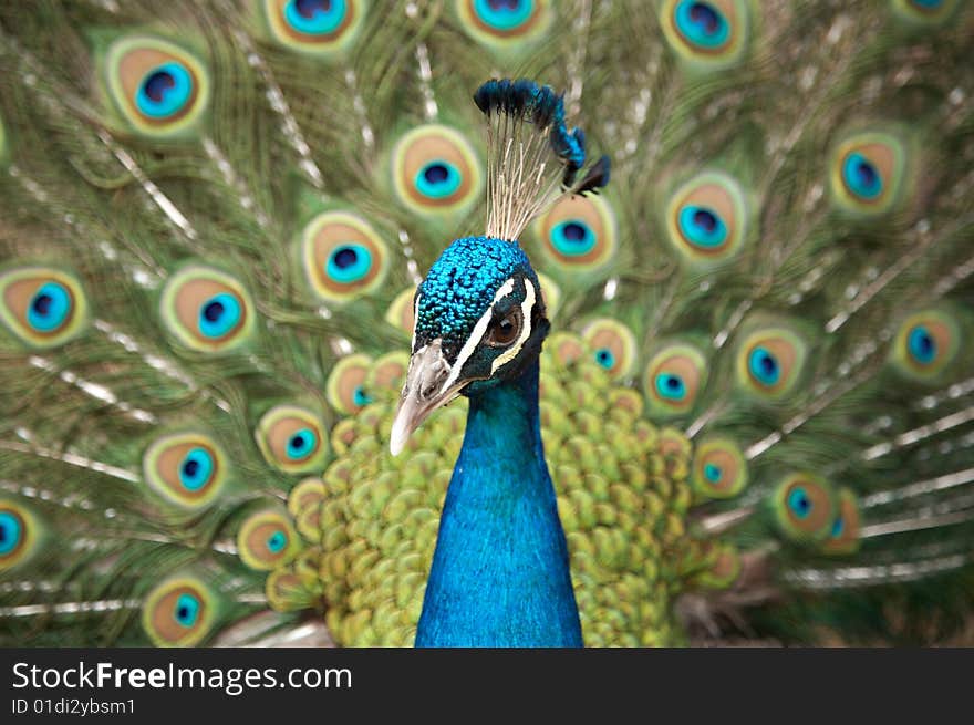 Beautiful color peacock with feather blue in zoo