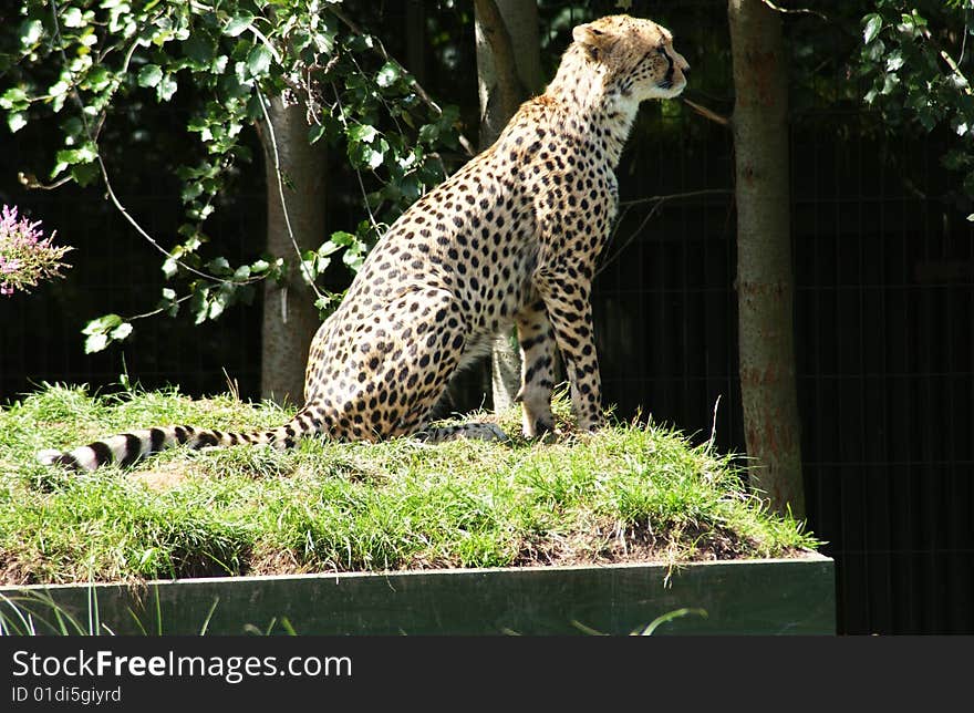 A leopard sat on the grass in the sun