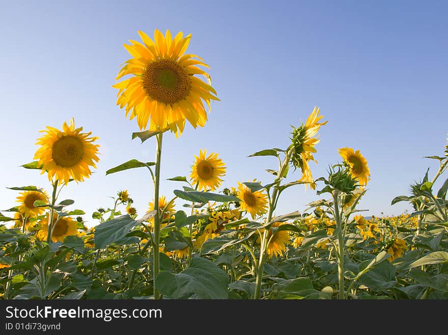 Sunflower field on blue sky