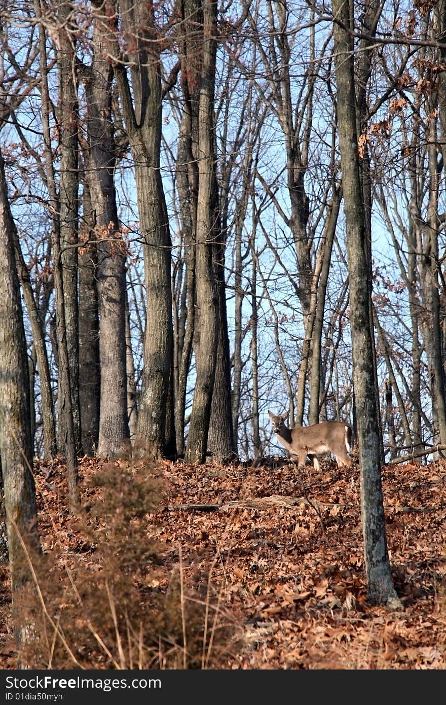 Whitetail deer feeding in leaves