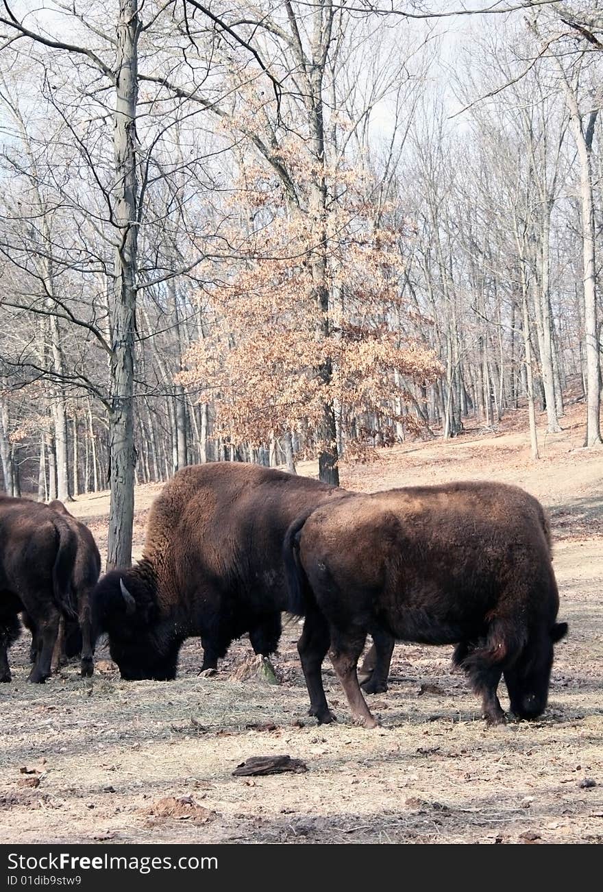 American bison feeding in meadow. American bison feeding in meadow