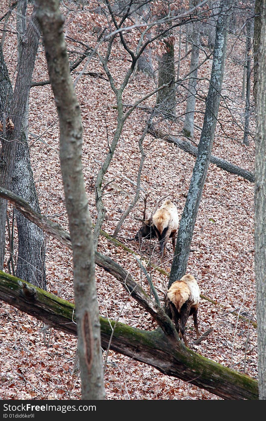 Two bull elk