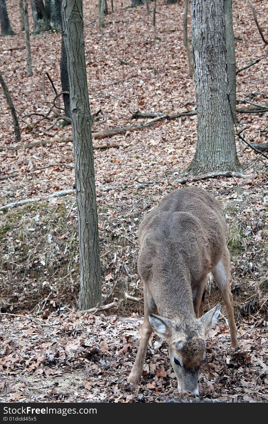 Whitetail deer