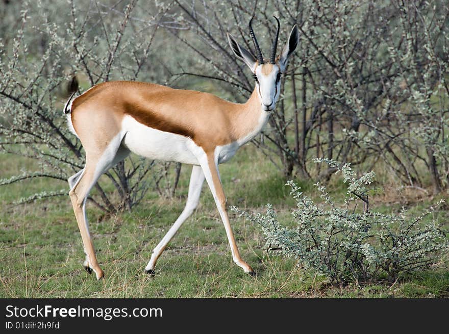 Springbok (Antidorcas marsupialis) elegant side view. Springbok (Antidorcas marsupialis) elegant side view