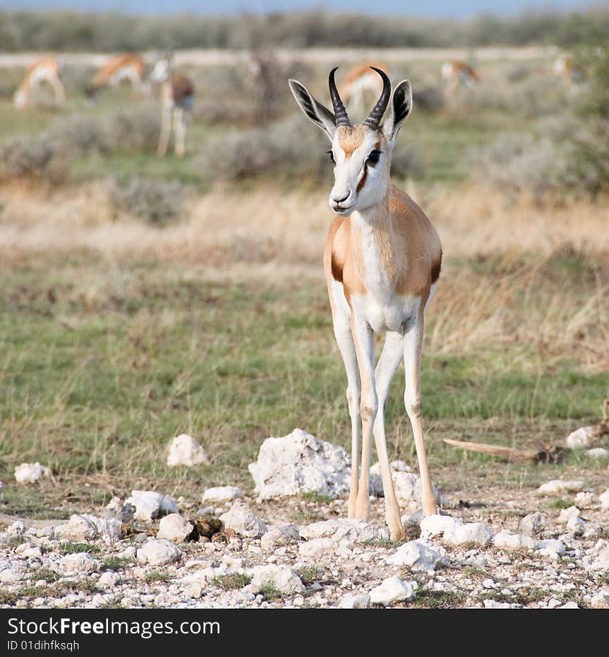 Springbok (Antidorcas marsupialis)  front view, Namibia. Springbok (Antidorcas marsupialis)  front view, Namibia