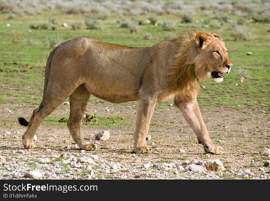 Lion walking by, Namibia