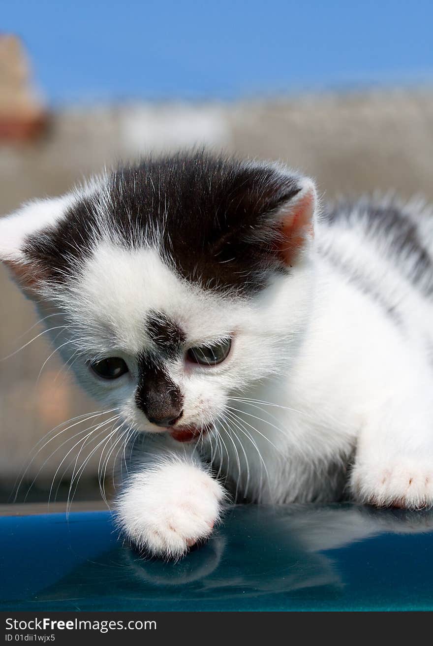 Kitten lying on car with reflection