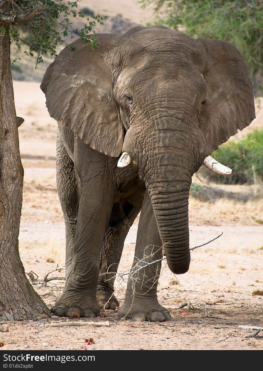 Desert-adapted elephant  front view