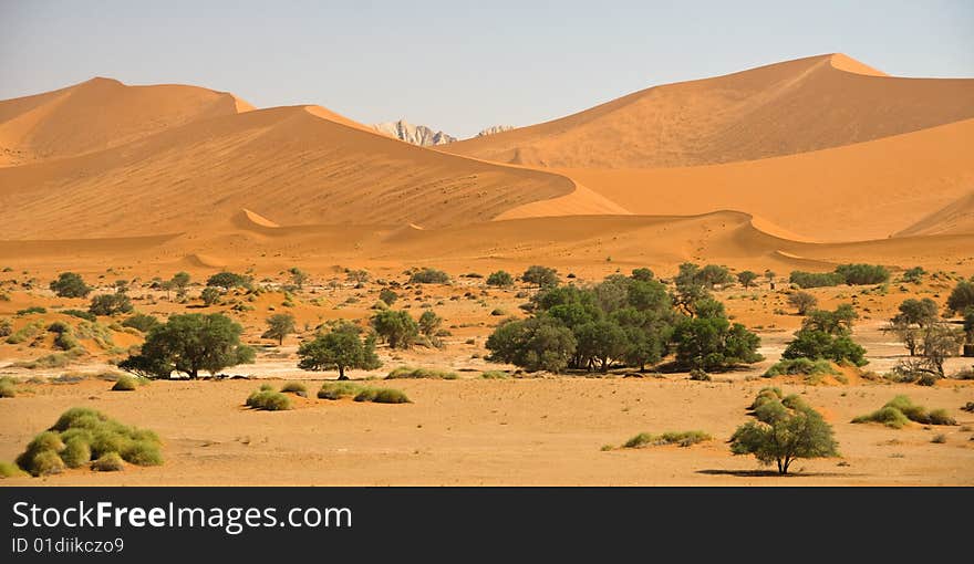 Sand Dunes With Trees