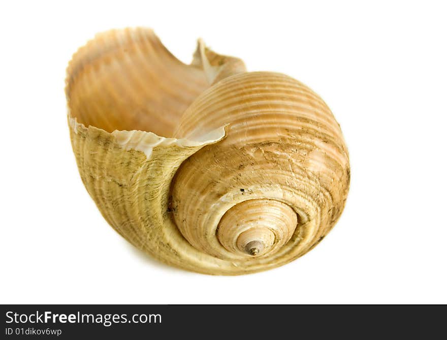 Studio shot of a seashell