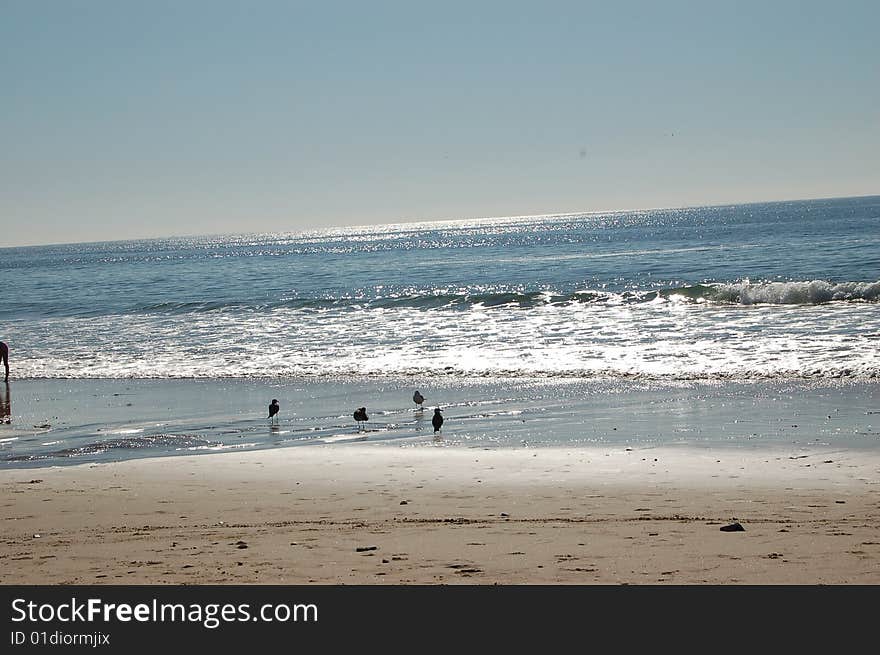 Sea gulls on the shore. Sea gulls on the shore